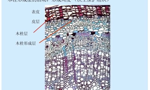 扫帚子与艾草的功效网扫帚草的作用知识网站,分享扫帚苗籽和艾叶洗澡大全